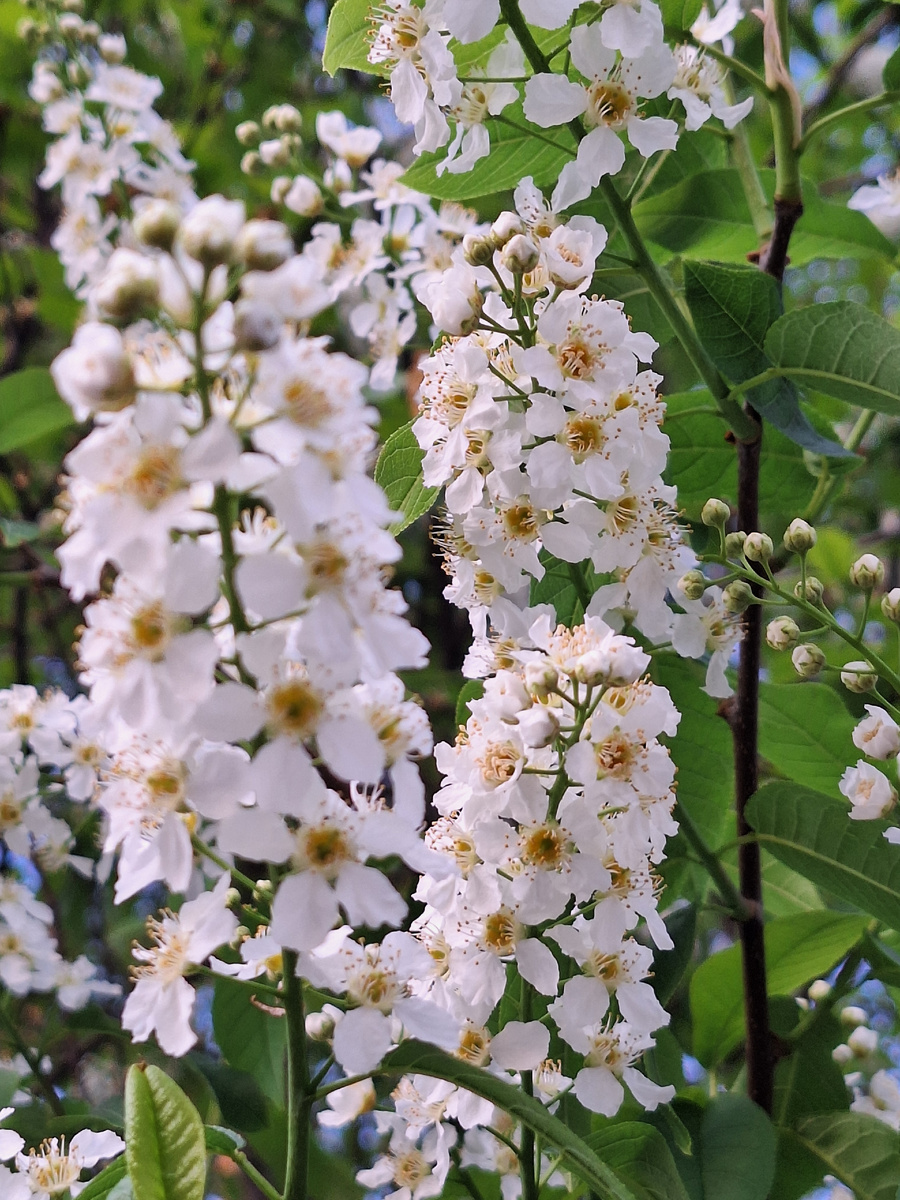Черемуха цветёт. Фото авторское.  Шла с расклейки и любовалась.