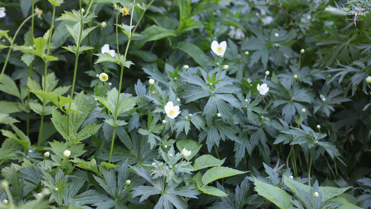 Ветреница канадская (Anemone canadensis) либо Ветреница вильчатая (Anemone dichotoma).