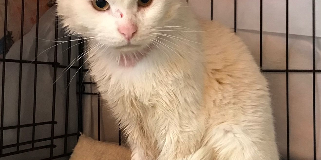 Оказаться на улице - плохо для всех, но для белого Шелби это стало настоящим адом...