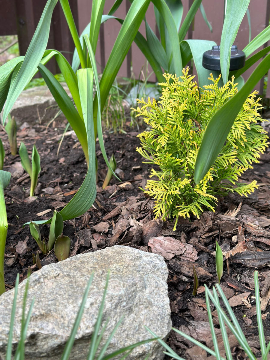 Малышка Еллоу Рибон. В этом году буду за ней активно ухаживать 