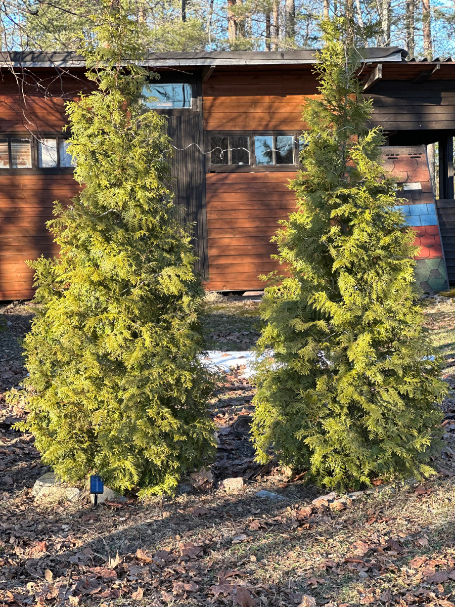 Брабант после стрижки. Первая была пострижена в 2023, вторая в 2024