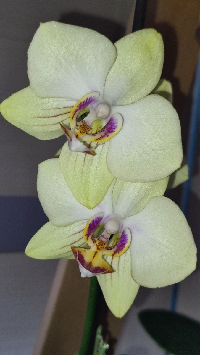 Орхидея фаленопсис Сладкая девочка (Sweet girl) выцвела