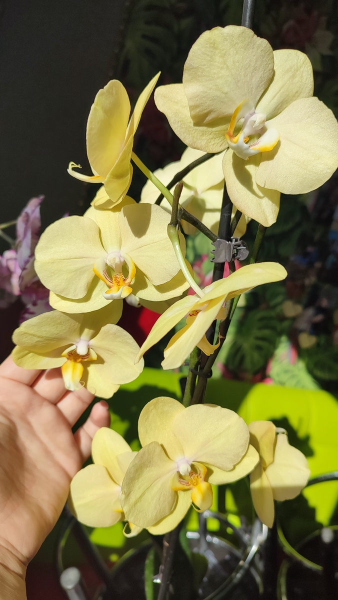 Орхидея фаленопсис Карина или Golden river