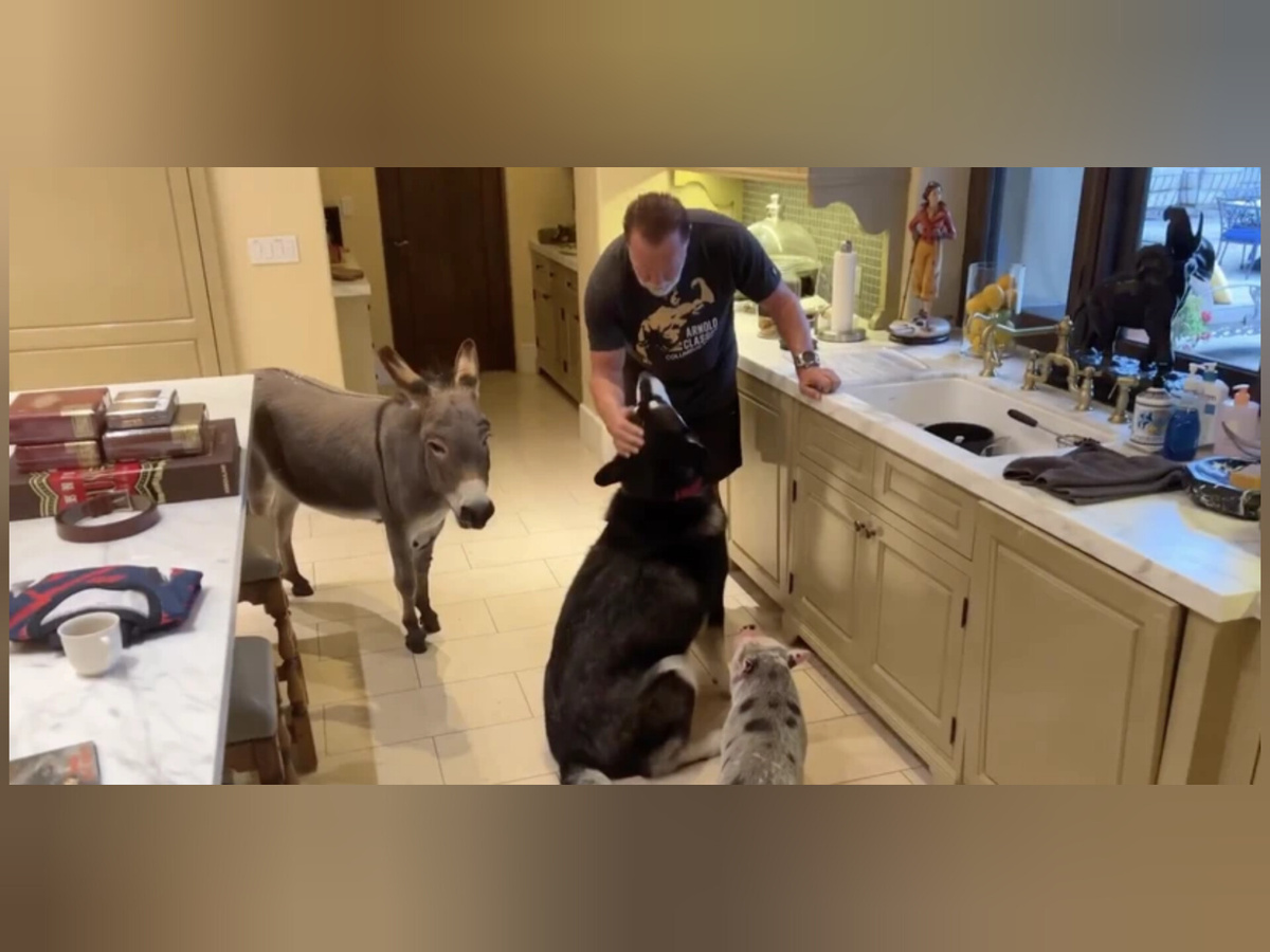 Арнольд Шварценеггер 