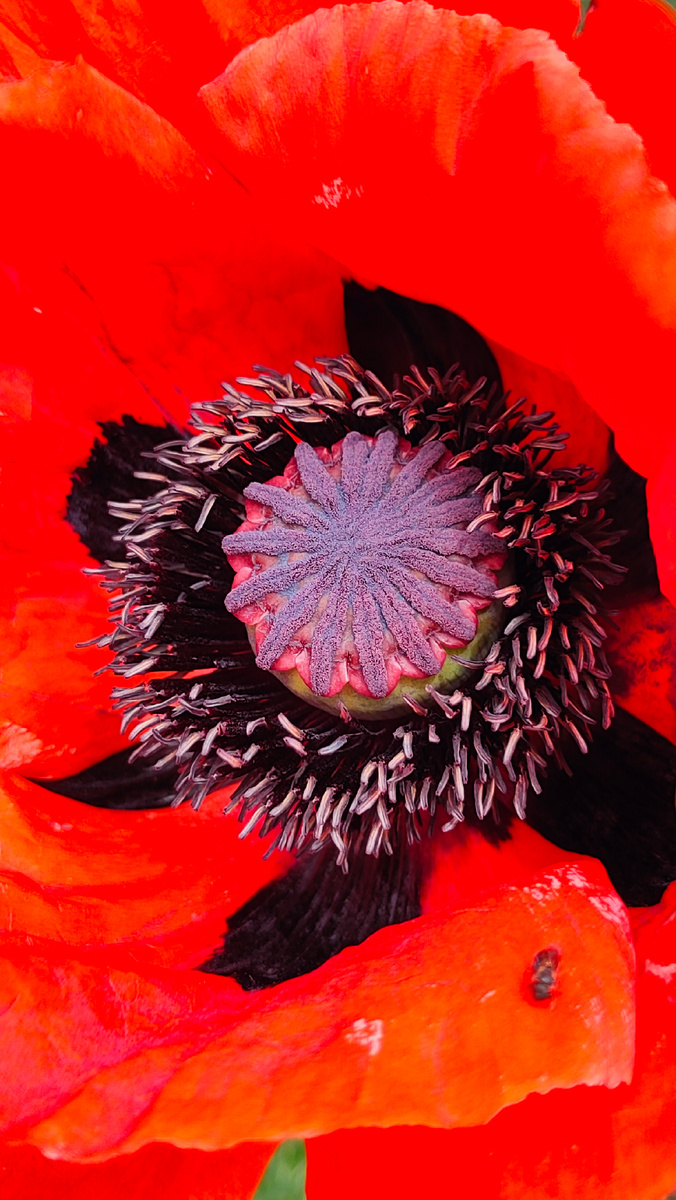 Просто мак с пчелоой