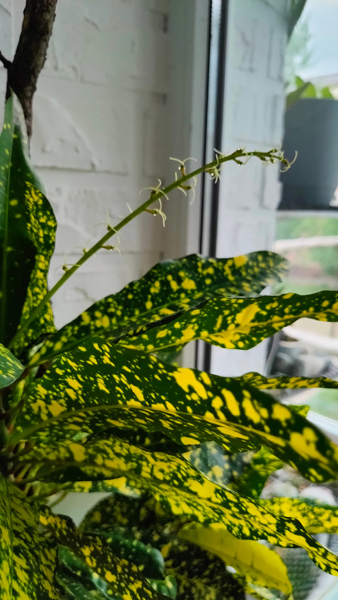 Кротон цветет