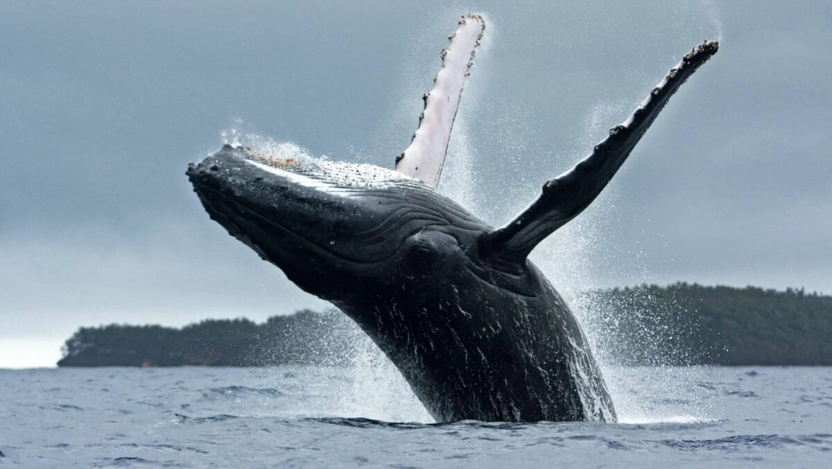 Горбатый кит