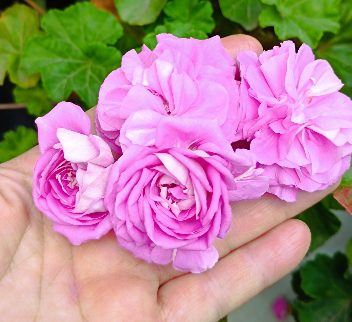 Пеларгония Юзис Парцифаль 