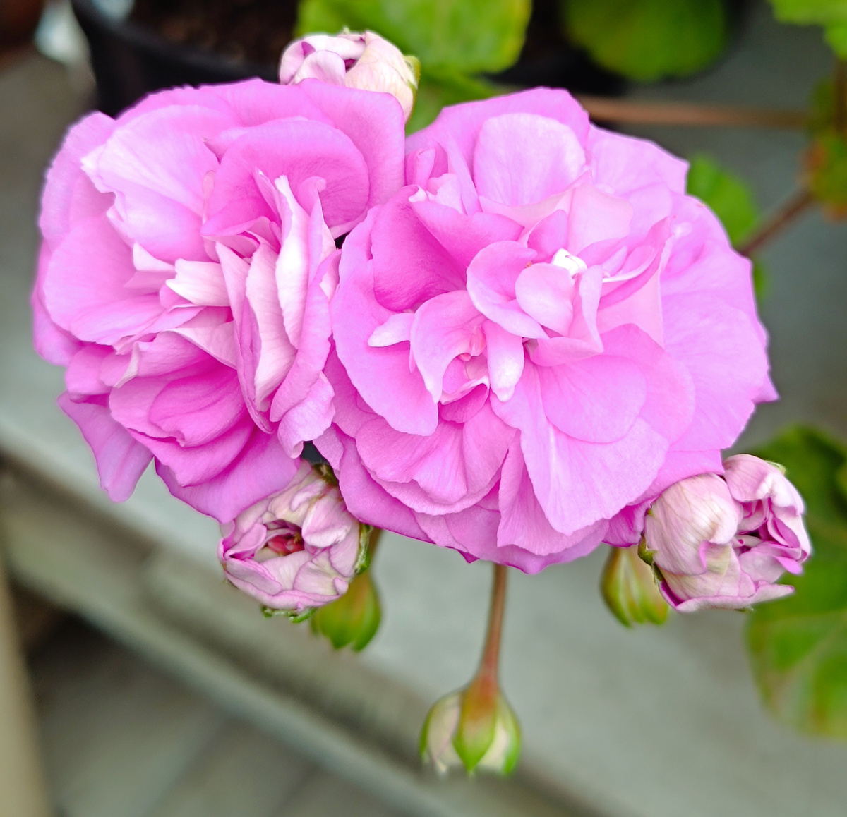 Пеларгония Юзис Парцифаль 