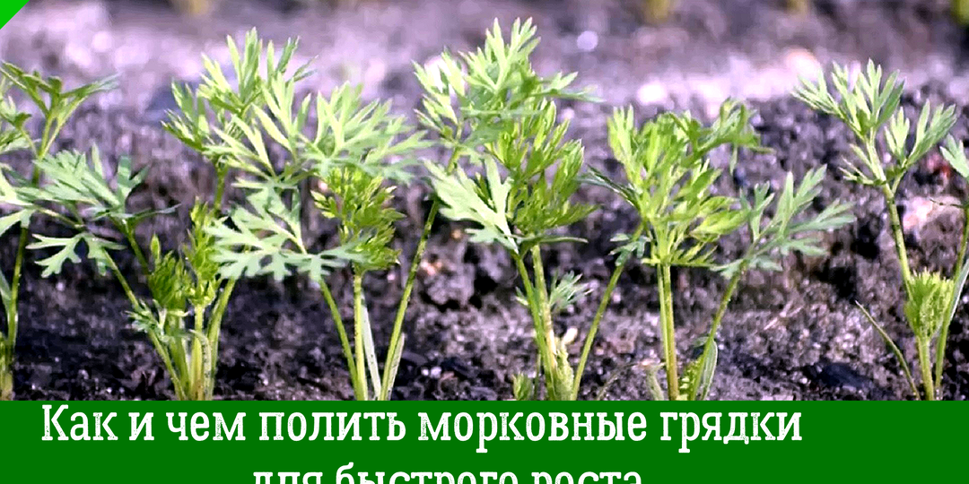 Как и чем полить морковные грядки для быстрого роста, — чтобы получить сладкие, сочные и крупные корнеплоды