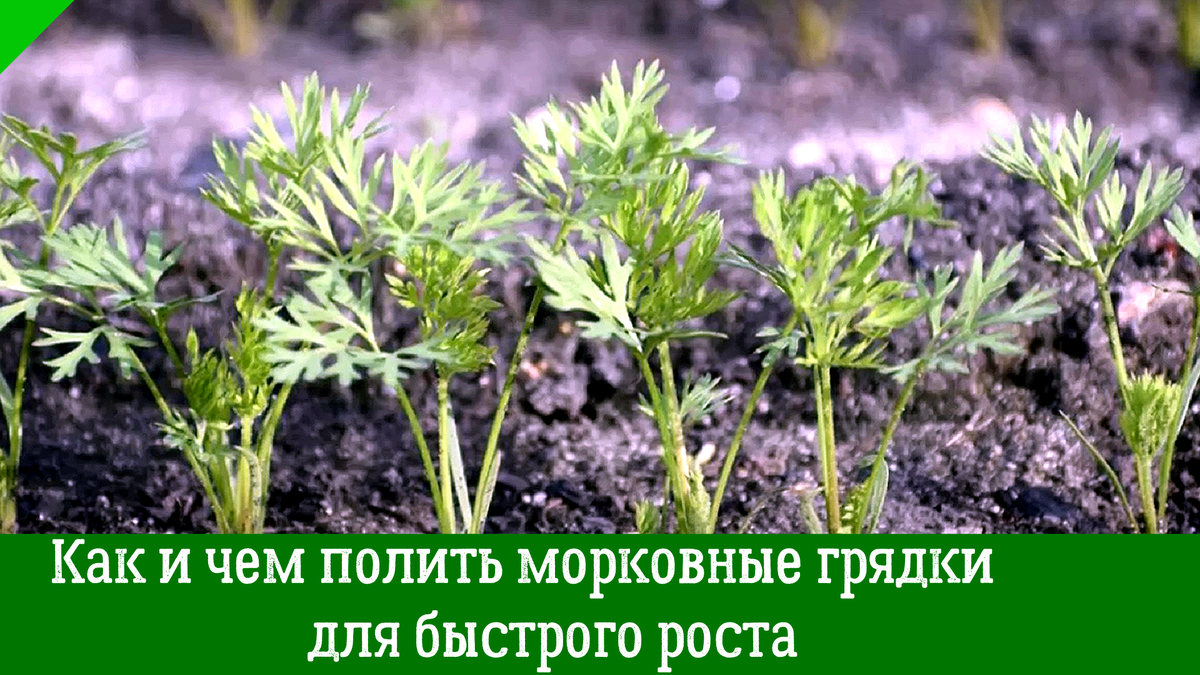 Как и чем полить морковные грядки для быстрого роста, — чтобы получить сладкие, сочные и крупные корнеплоды