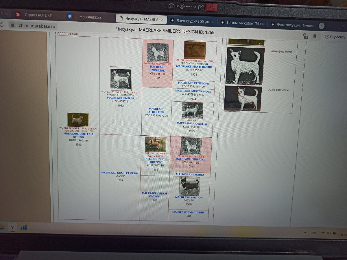 MAERLAKE SMILER'S DESIGN