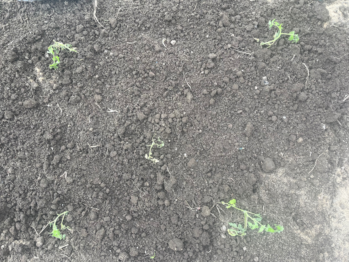 Самые хилые