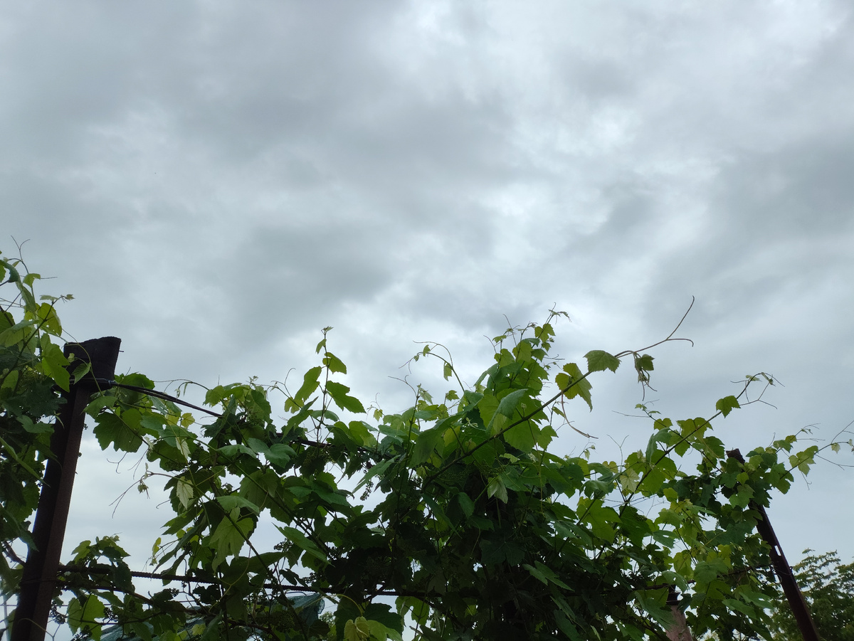 Небо хмурится.... И кстати, верхушки так до сих пор и не подвязаны )))