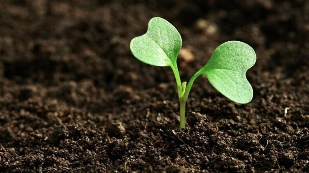 Календарь садовода-огородника со 02 по 07 июня 2025