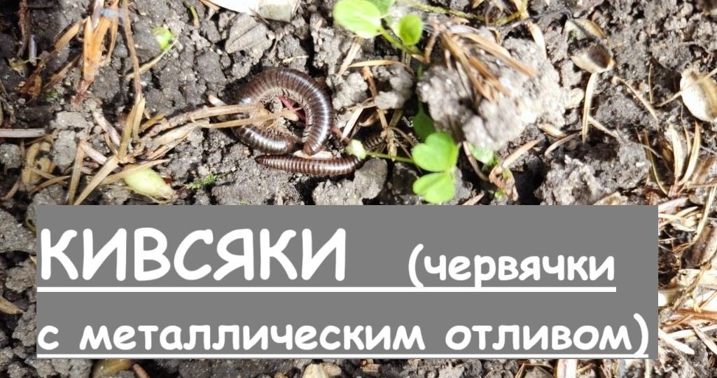 Кивсяки на участке: когда полезные «чистильщики» превращаются в проблему и что с этим делать?