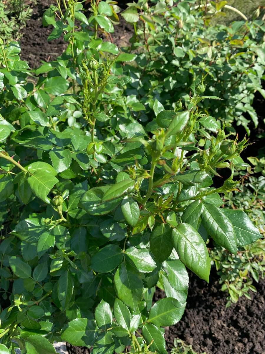 1. роза Кремоза, все фото автора