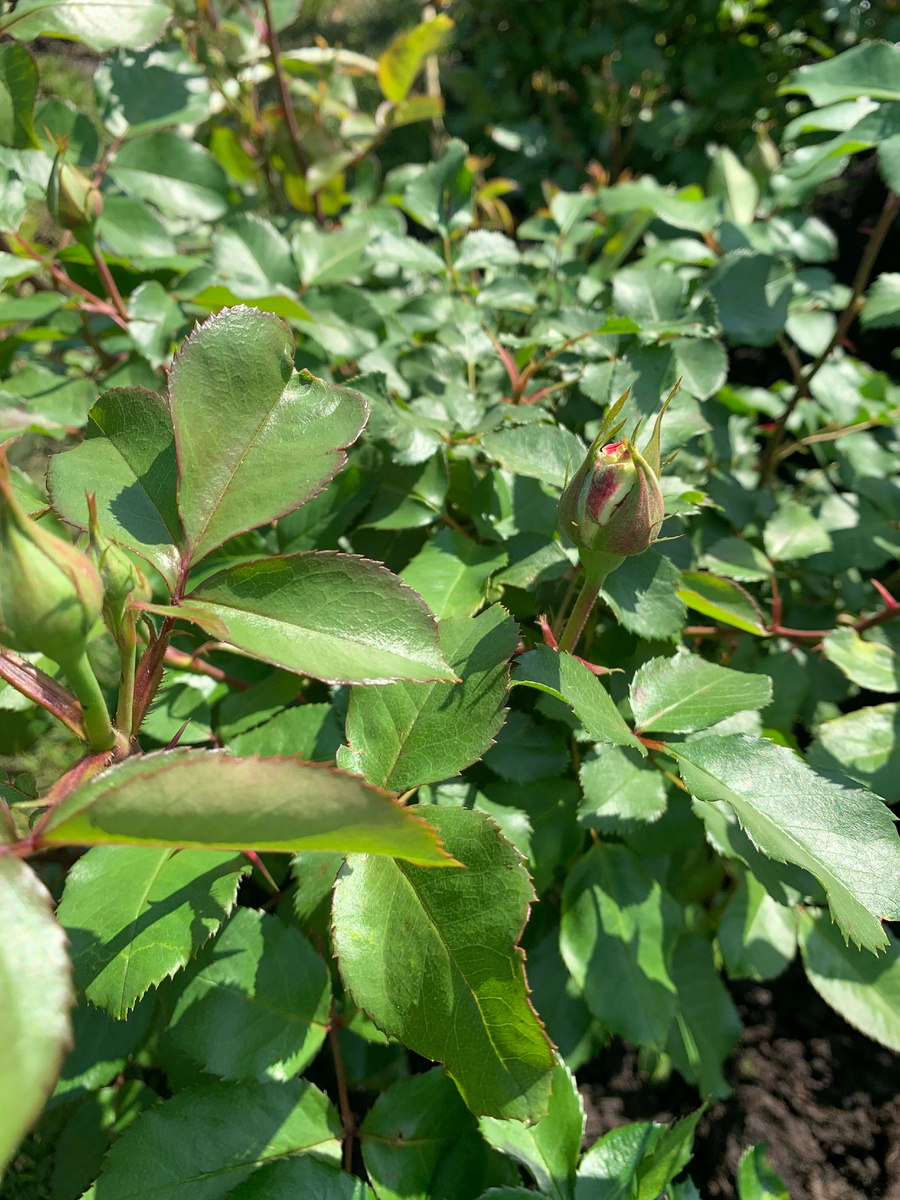 2. роза Юбилей принца Монако