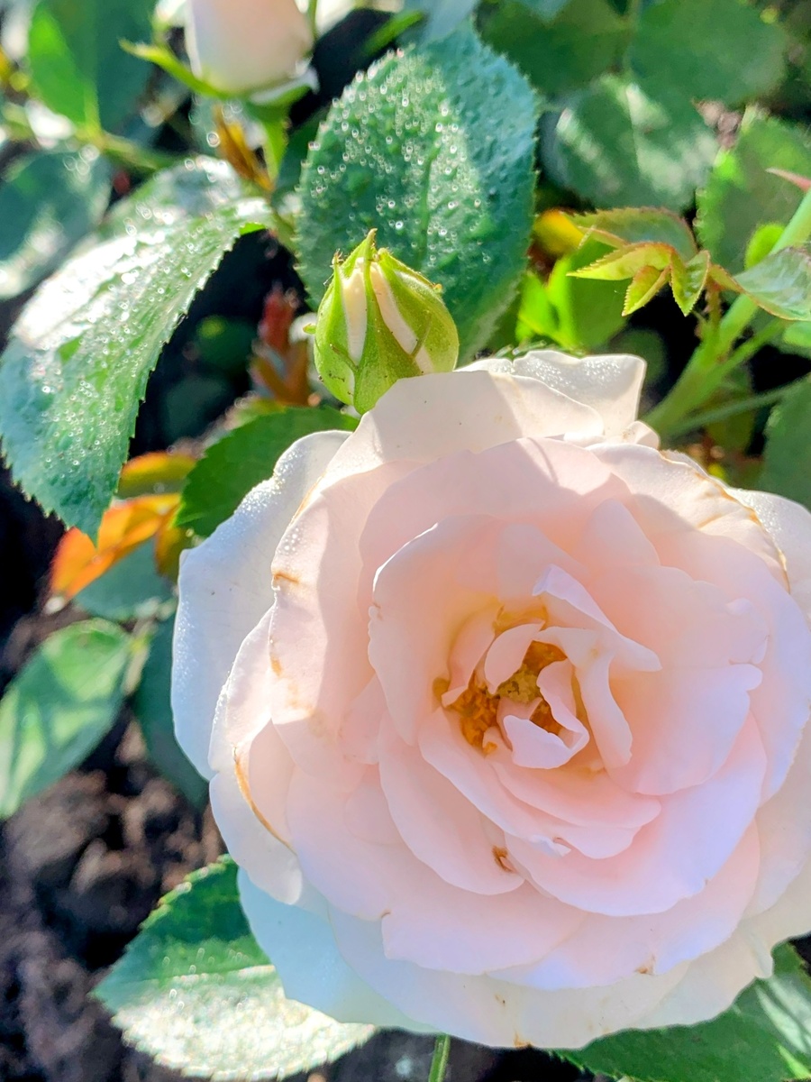 роза Аспирин, 2024, все фото автора.