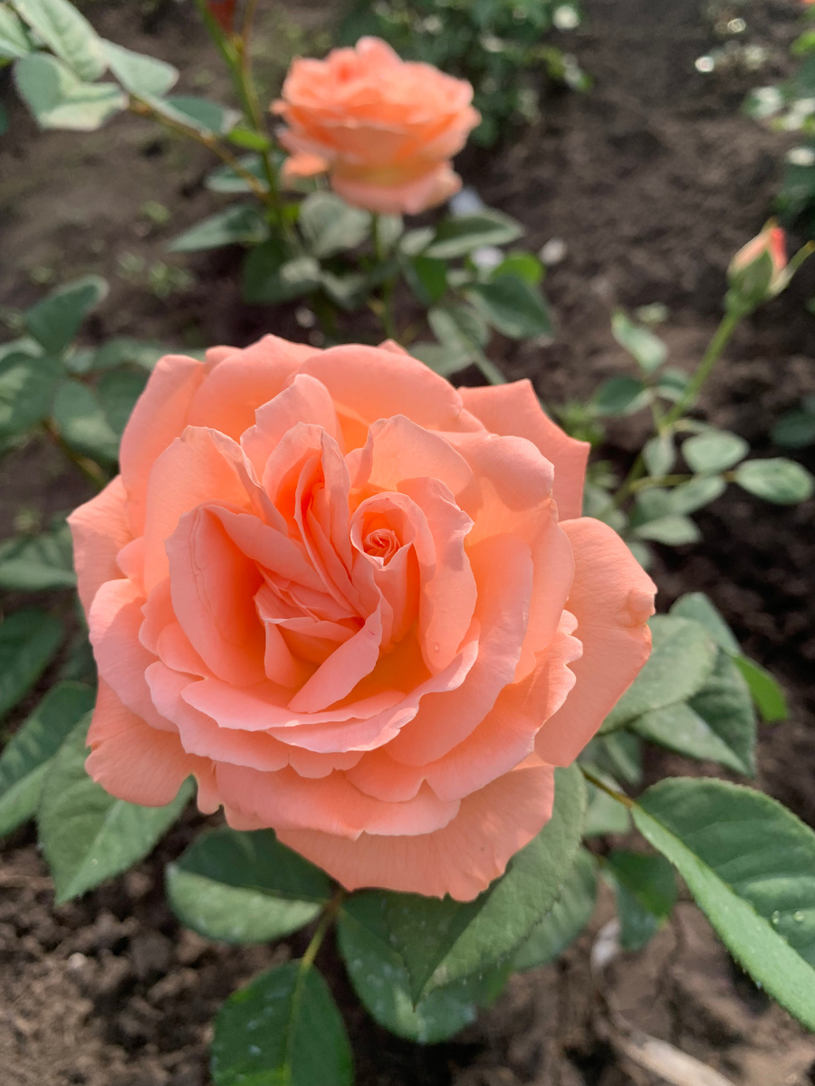 роза Сюзанна Тамаро, 2024