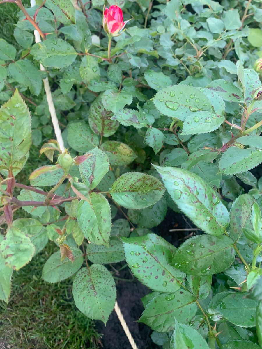 Роза Юбилей принца Монако, все фото автора.