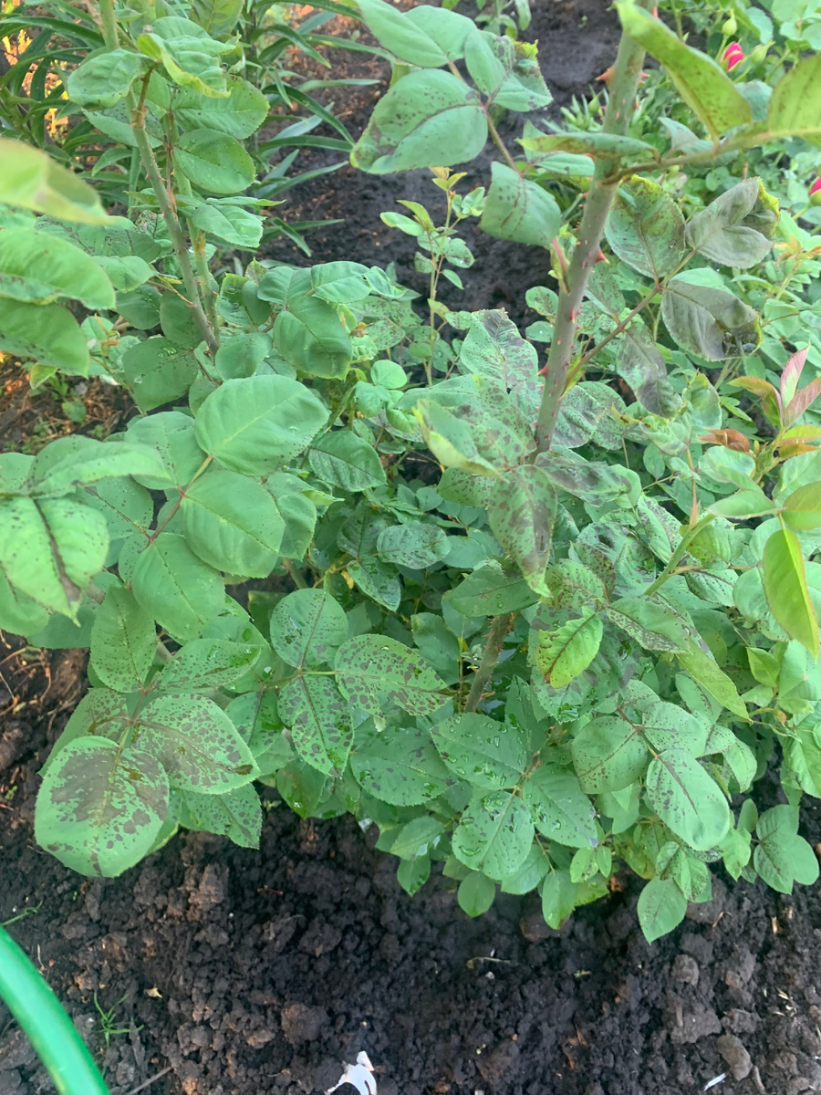 роза Барон Жиро де Лен