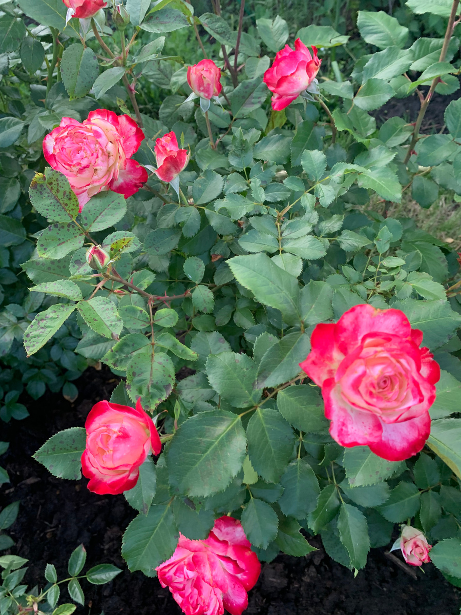 роза Юбилей принца Монако, все фото автора, 2025 год.