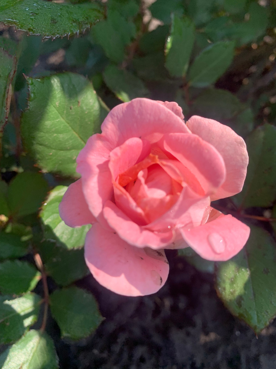 роза Графиня Мария Генриетта, листайте галерею.