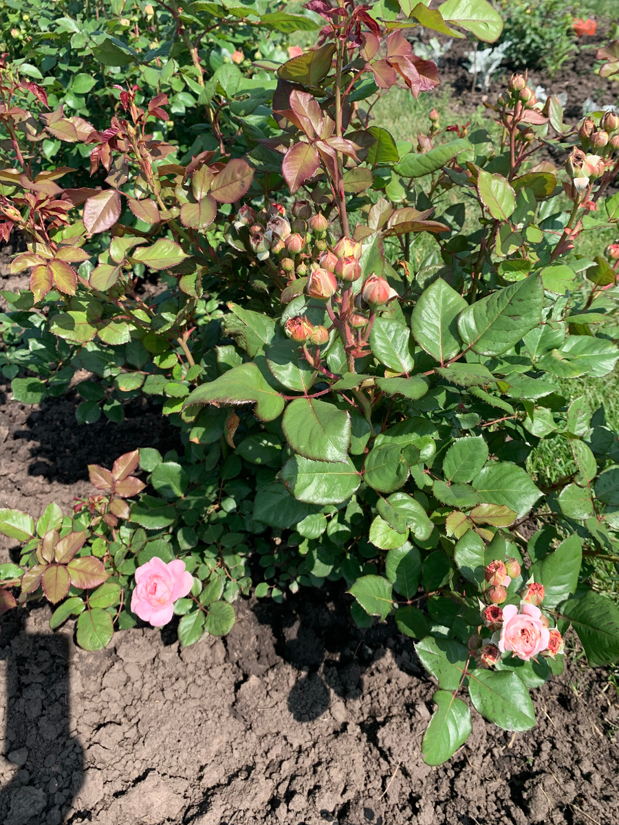 роза Графиня Мария Генриетта