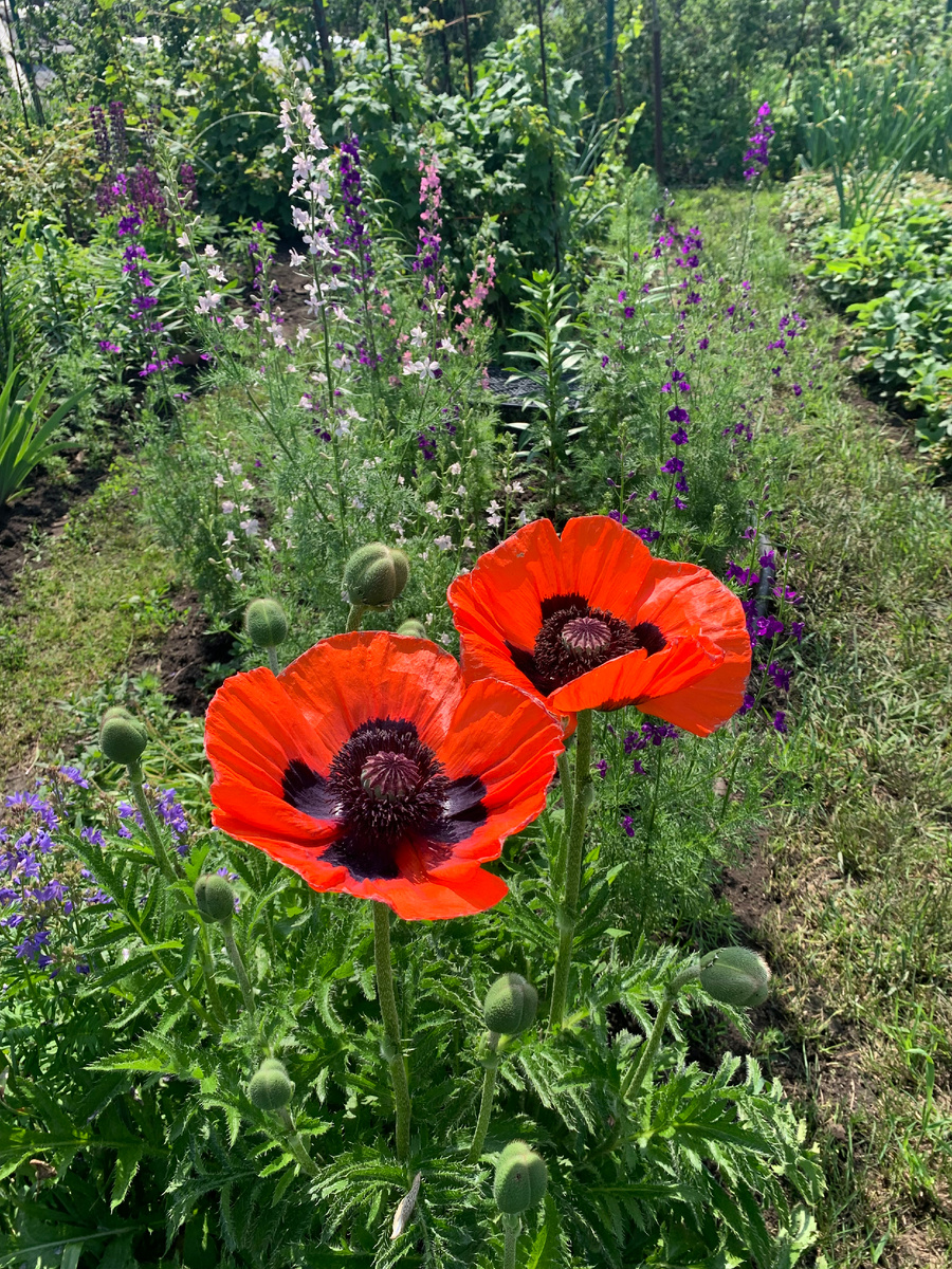 мак декоративный, все фото автора.