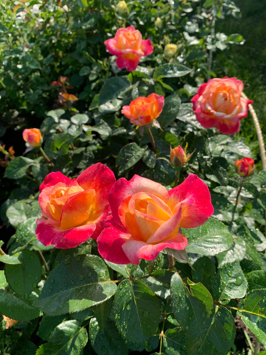 Роза восточный Экспресс, фото автора, 2025 год.