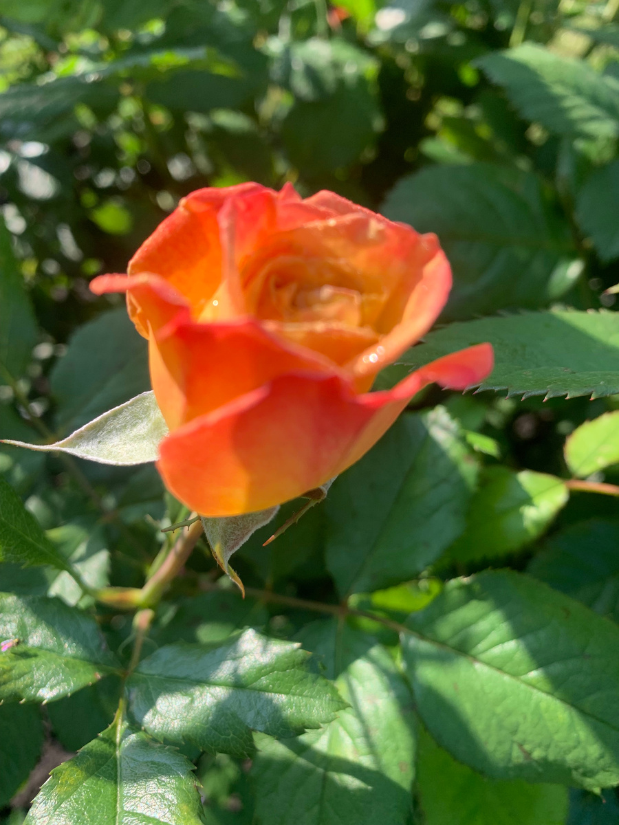 роза Пульман Ориент Экспресс. 2025 год