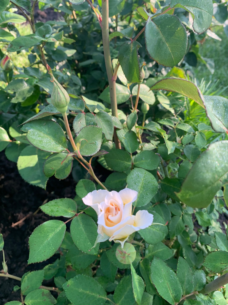 роза Аспирин, все фото автора