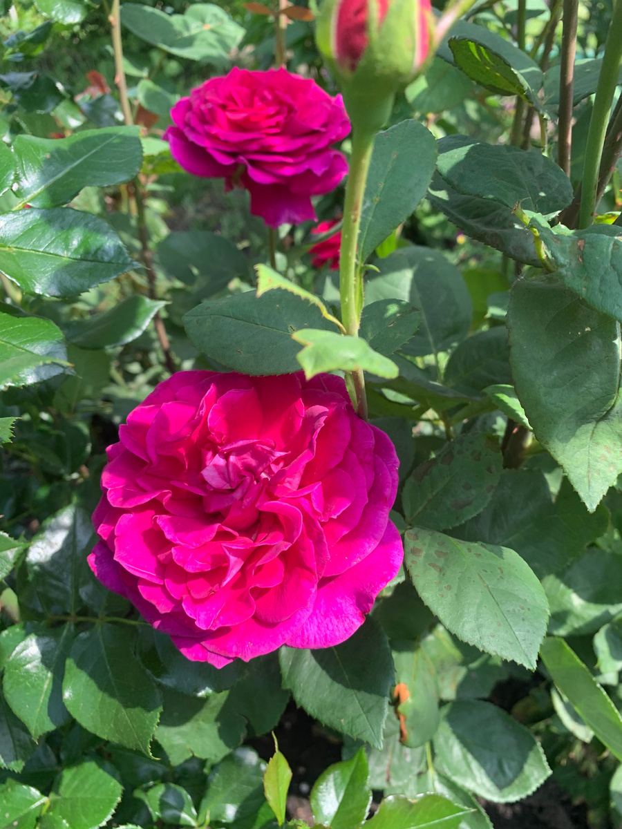 роза Веласкес