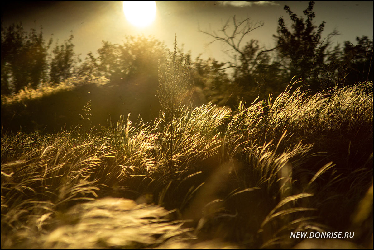 Ковыли (листайте!)