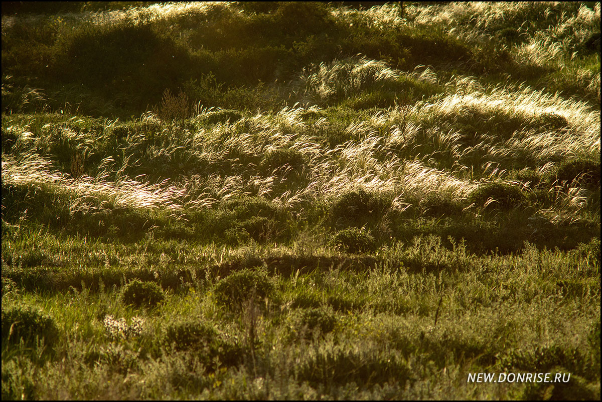 Ковыли (листайте!)
