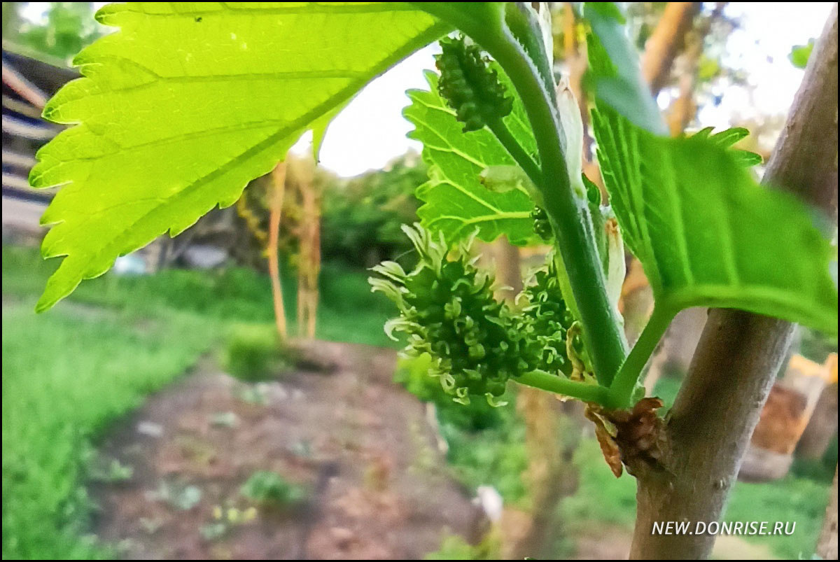 Зелёная пока ещё тютина (листайте!)