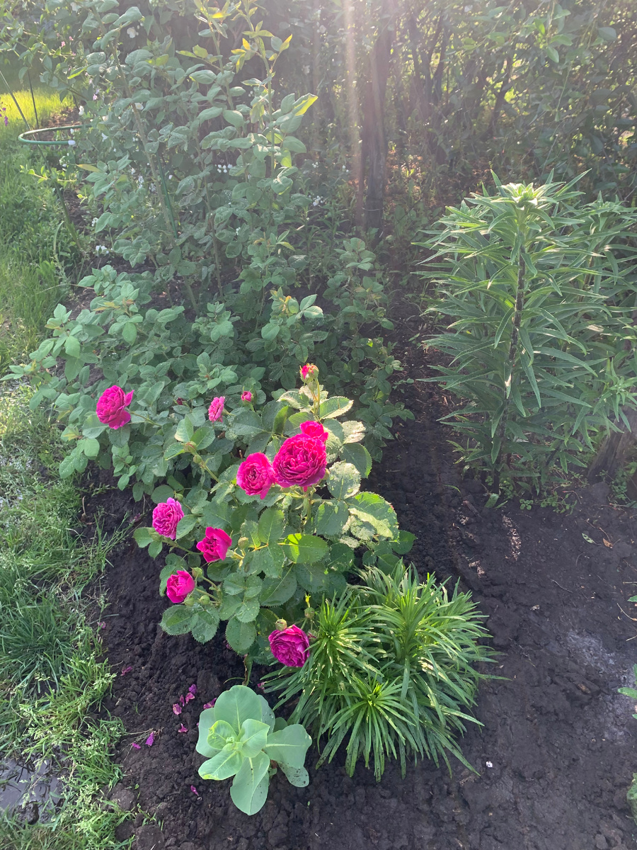 роза Минерва, все фото автора.