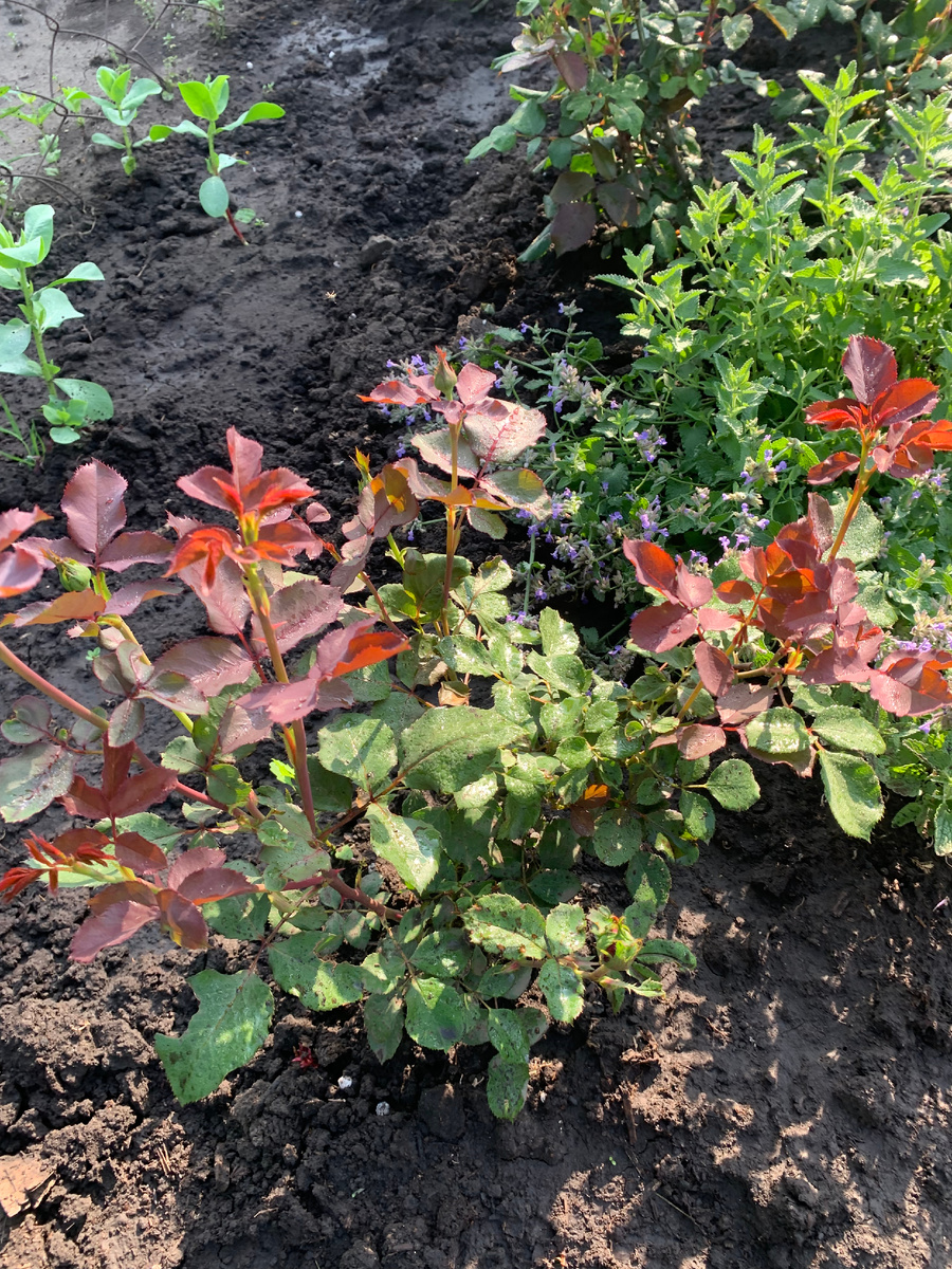 роза Квадра.