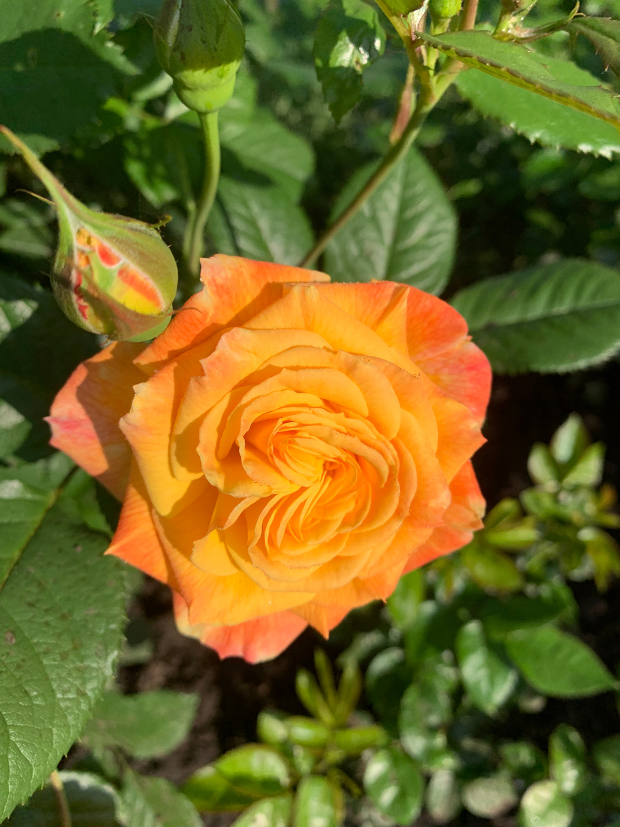 роза Гартеншпас