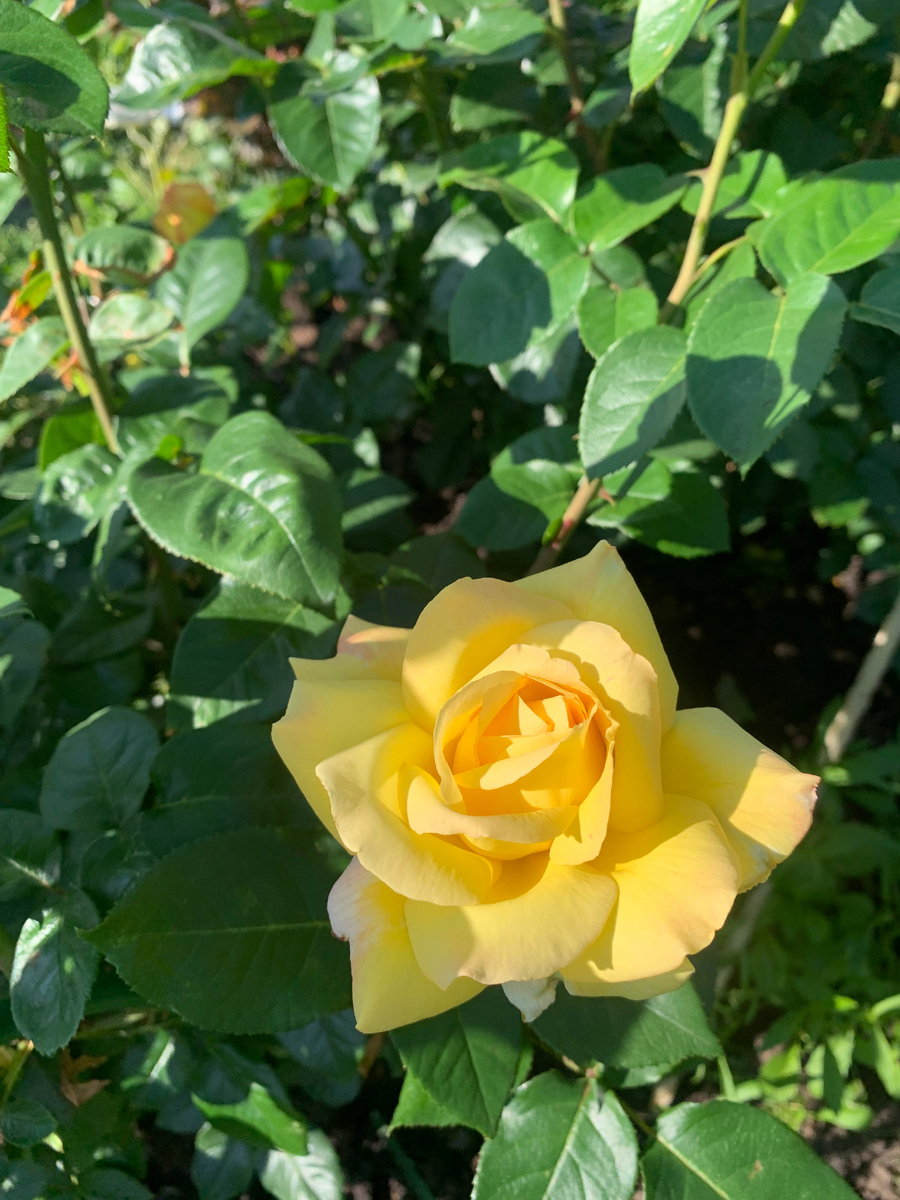 роза Восточный Экспресс