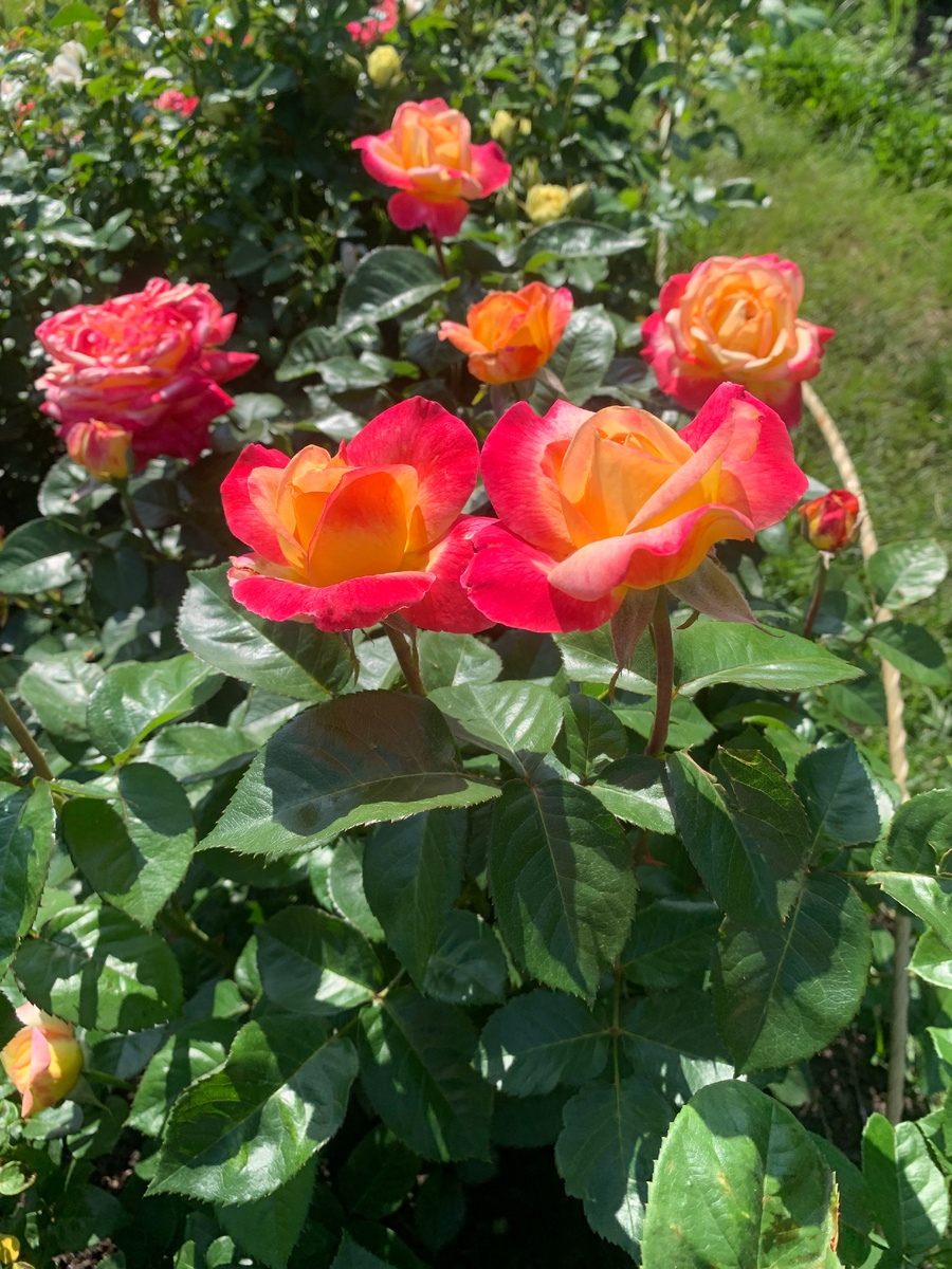 роза Пульман Ориент Экспресс.