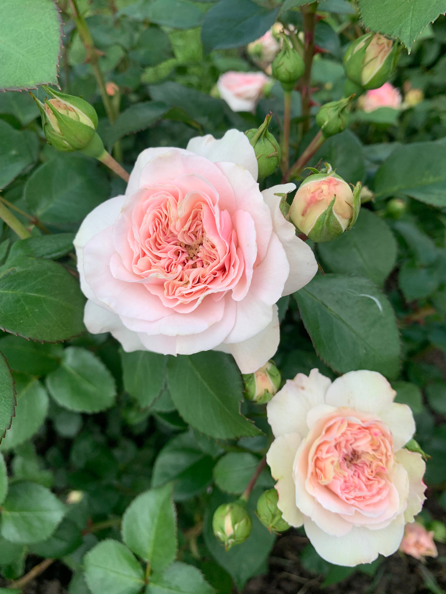 роза Мария Терезия, все фото автора.