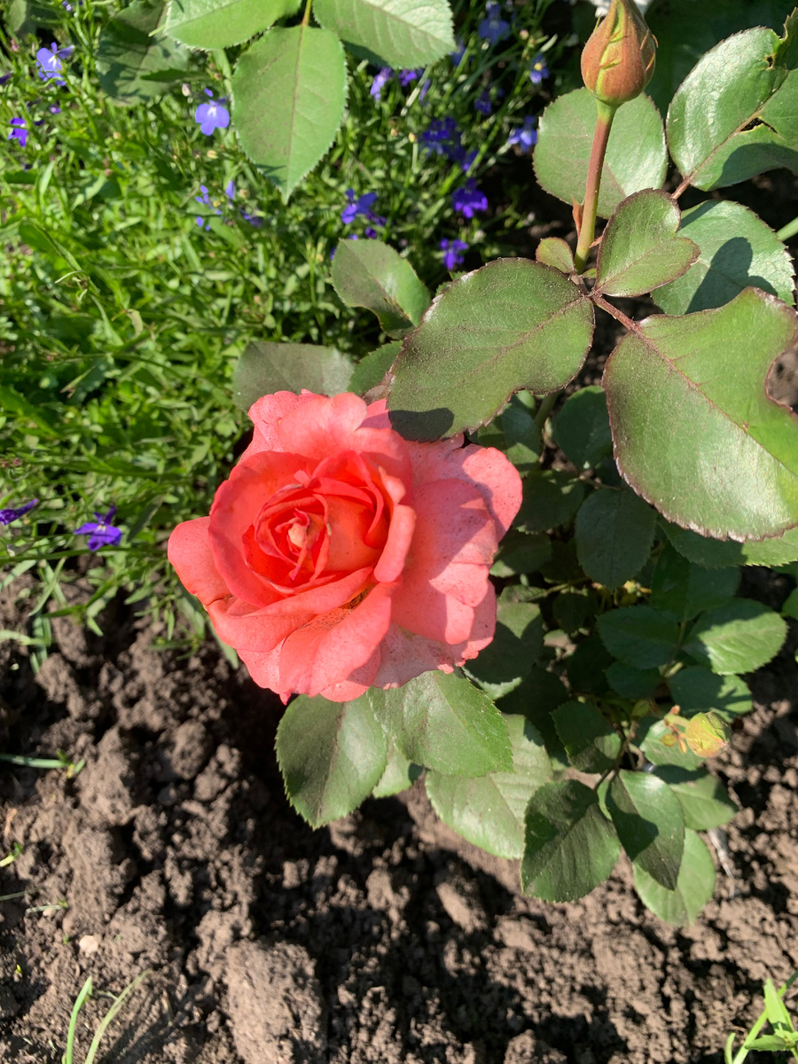 роза Вайкики, все фото автора.