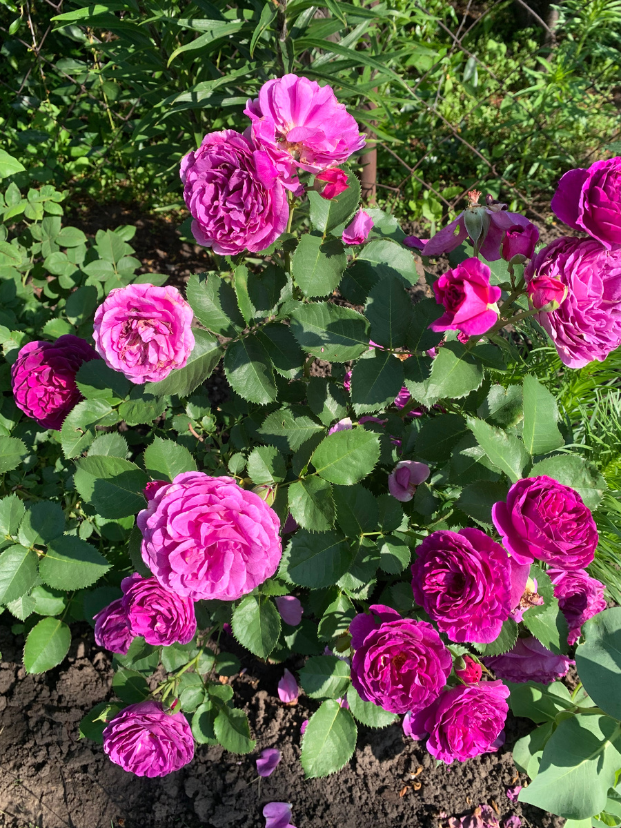 роза Минерва.