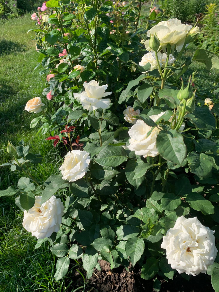 роза Папа Иоанн Павел 2