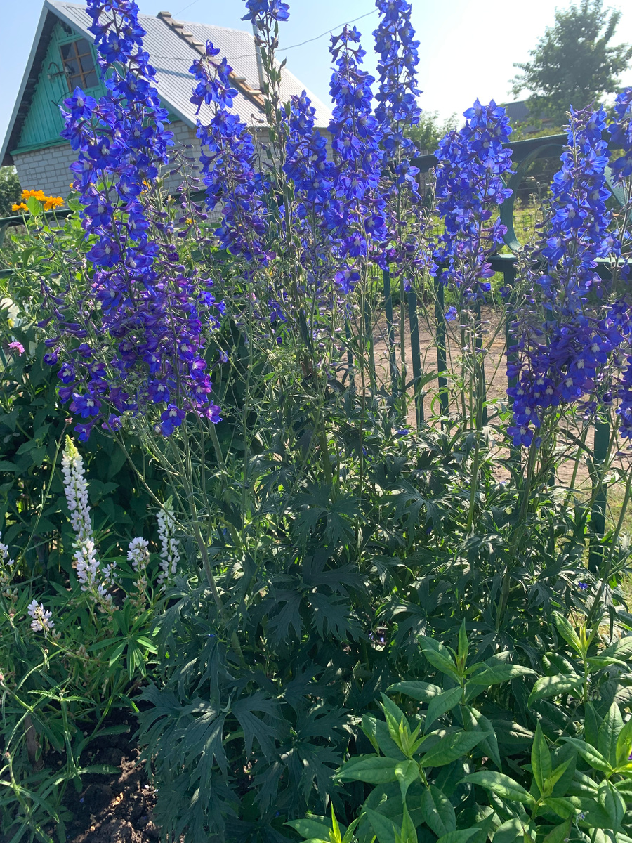 дельфиниум, все фото автора.