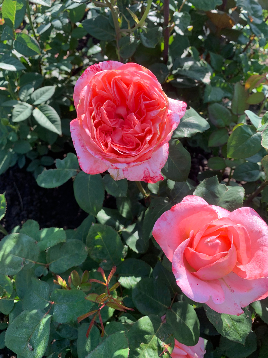 роза Мадемуазель Мейян, все фото автора.