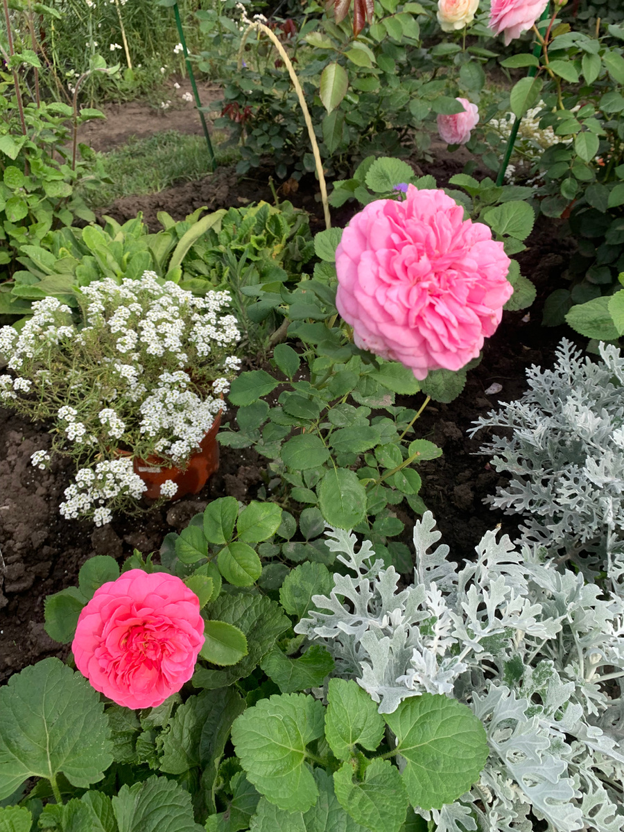 роза Принцесса Александра Кентская