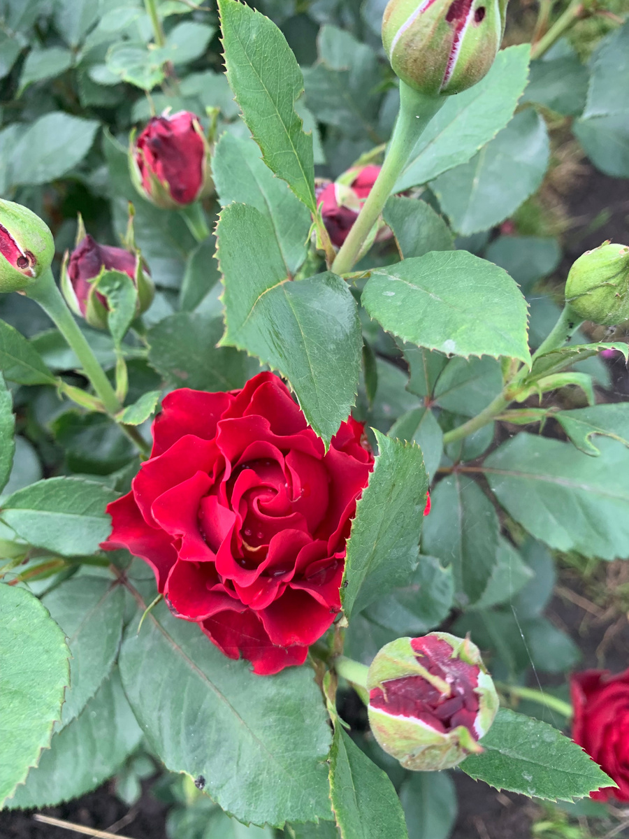 роза Омаж а Барбара, все фото автора.